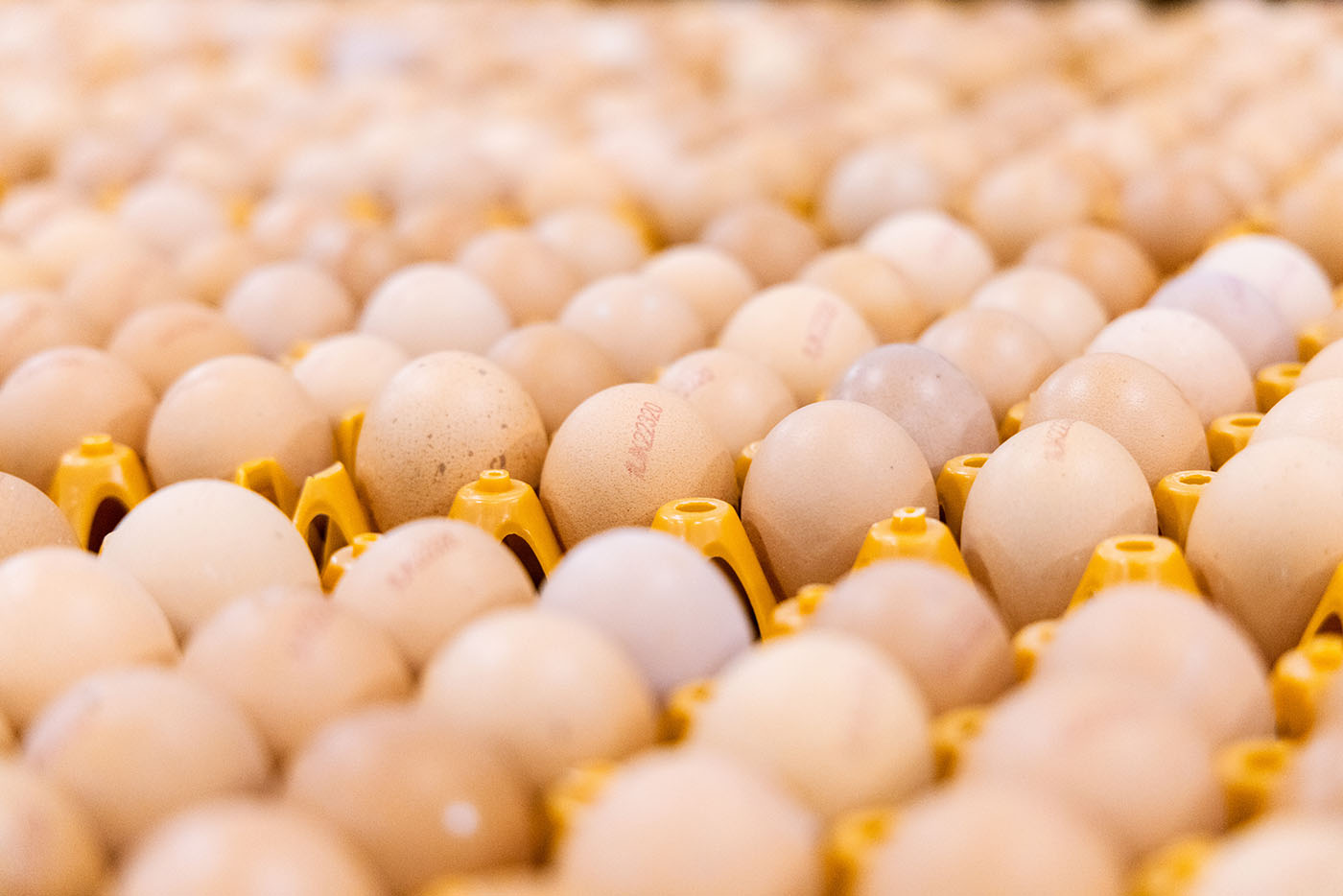 Eggs being collected and sorted using a machine.