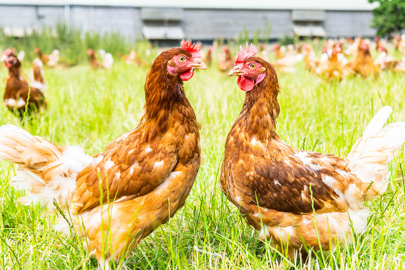 Two chickens in a field.